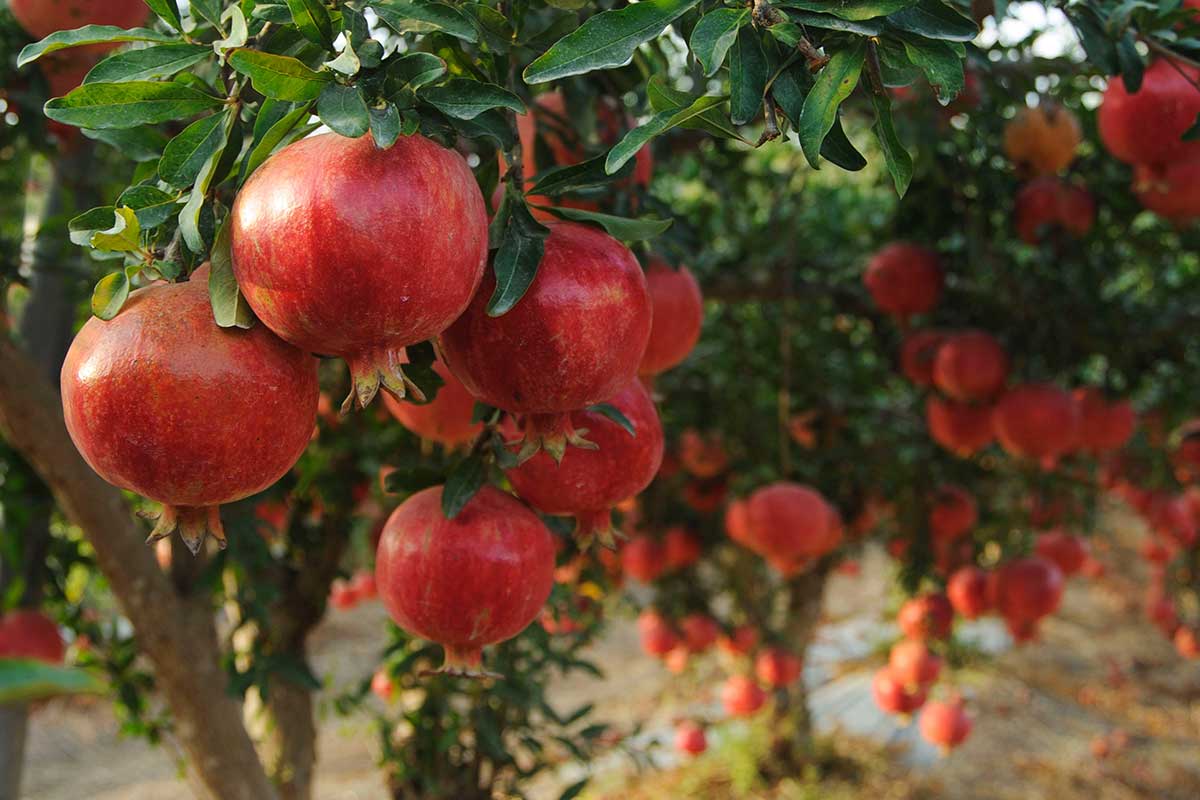 Pestovanie granátovníka na južnom Slovensku
