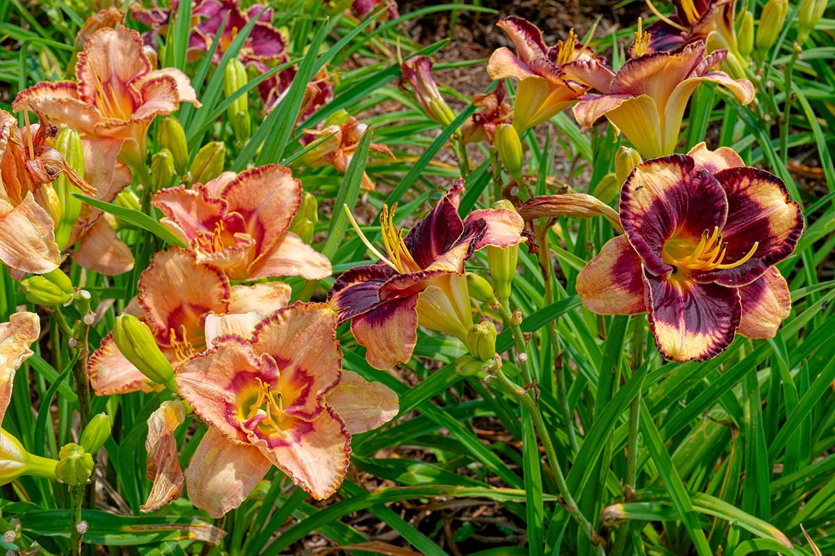 Pestovanie ľalioviek v záhrade