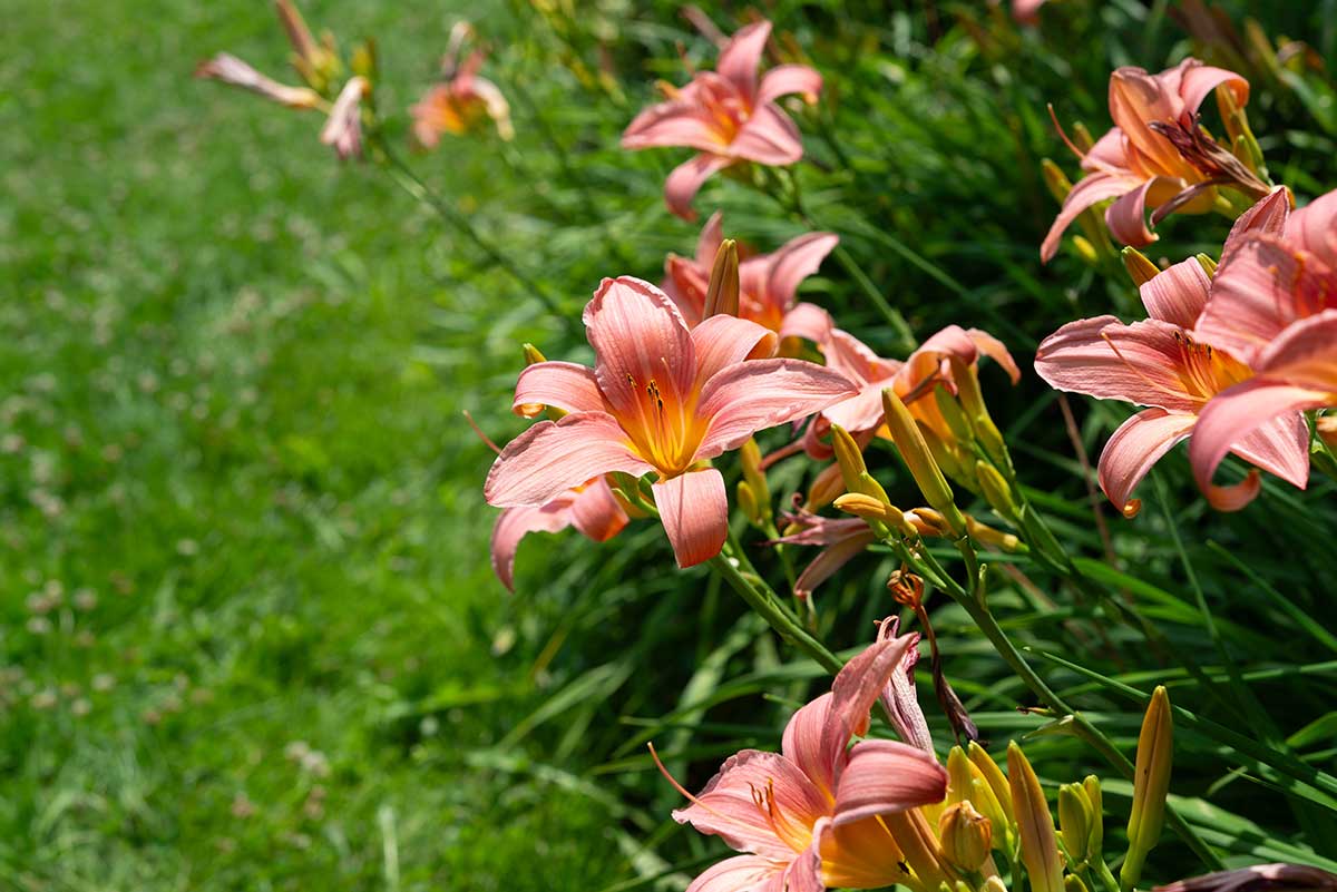 Ako a kedy rezať ľaliovku