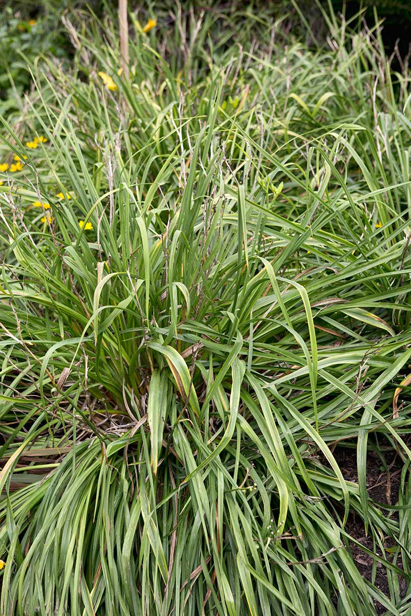 Ľaliovka v októbri