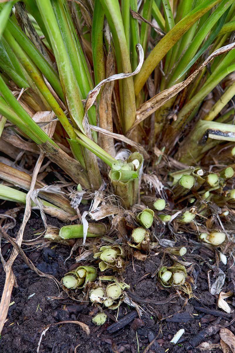 Zrezanie trsov ľaliovky