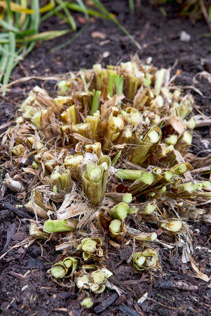 Ostrihané trsy ľaliovky