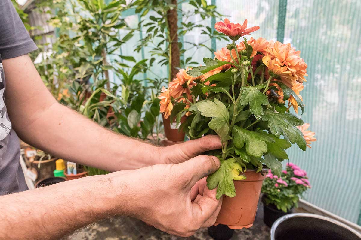 Očistenie chryzantémy od suchých listov a poškodených výhonkov