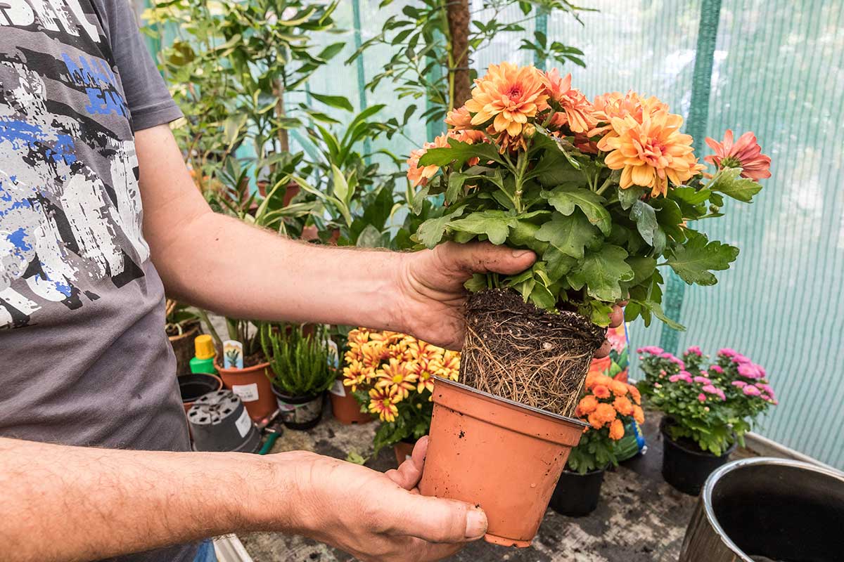 Uvoľnenie koreňov chryzantémy z kvetináča