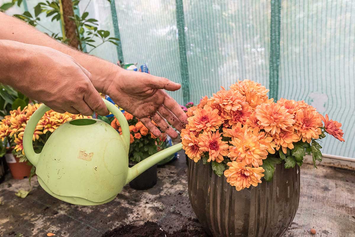 Zavlaženie vysadenej chryzantémy