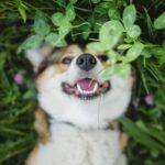 Pes corgi v tráve s ďatelinou