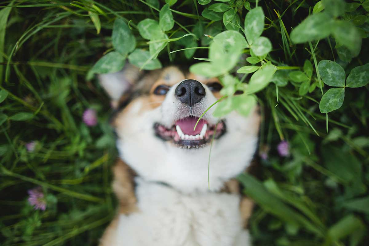 Pes corgi v tráve s ďatelinou