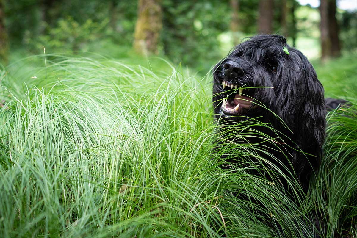 Čierny pes žerie trávu