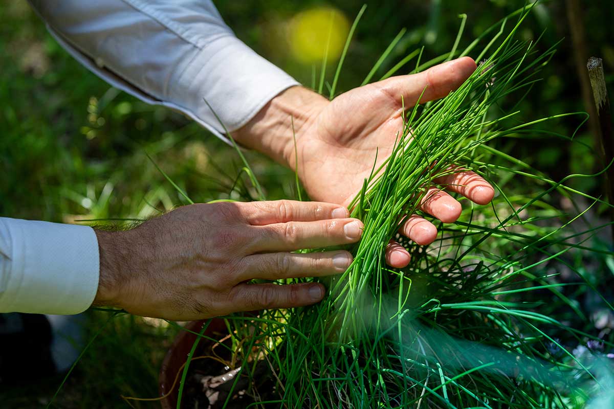 Príprava zásob pažítky na zimu výsadbou do kvetináča