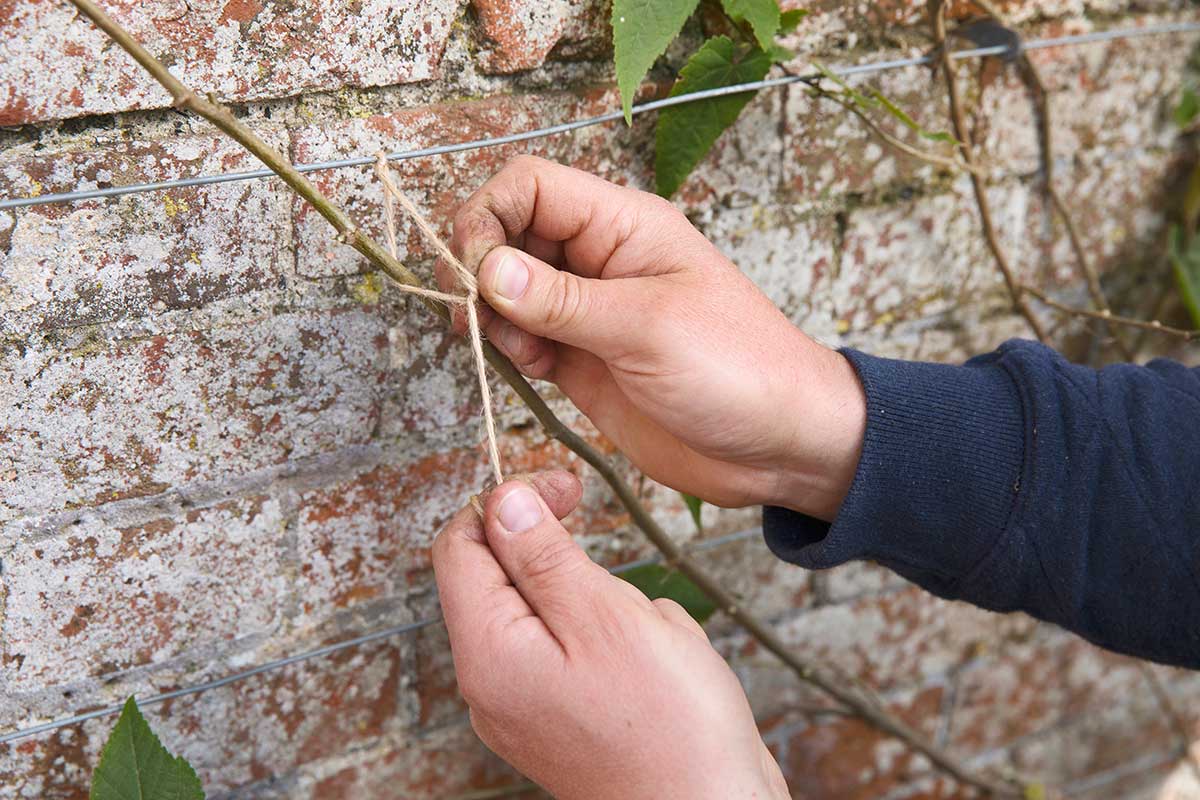 Priväzovanie výhonov popínavých rastlín 