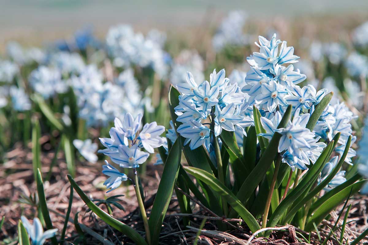 Puškínia scilovitá