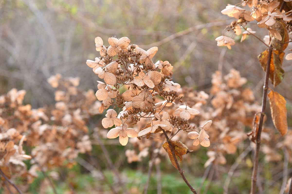 Hortenzia metlinatá na jeseň