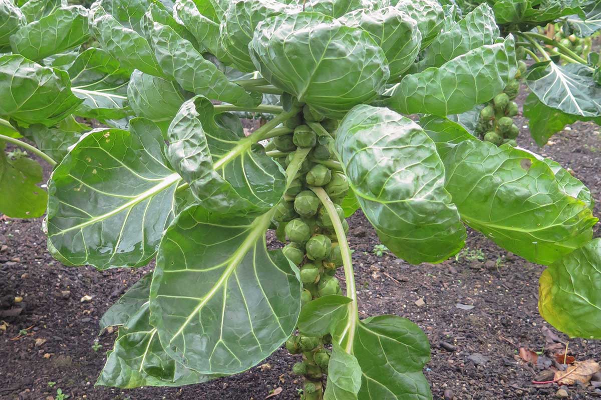 Zber ružičkového kelu