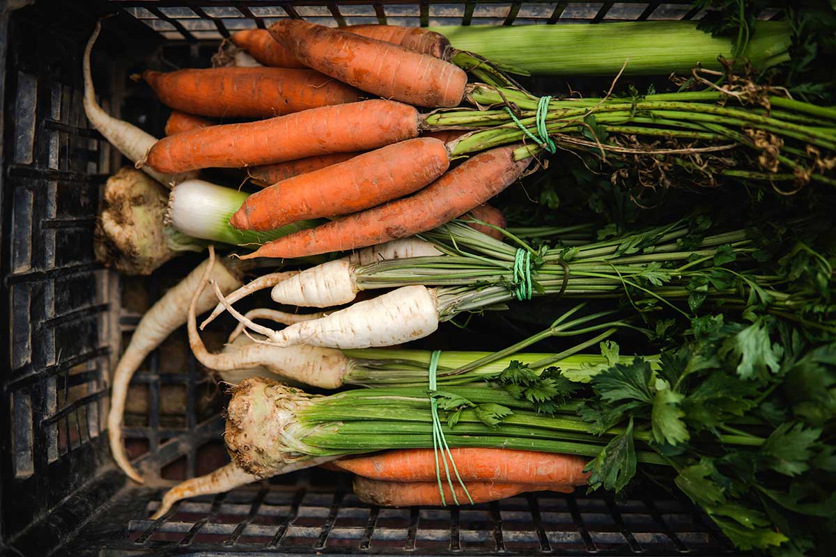 Skladovanie koreňovej zeleniny