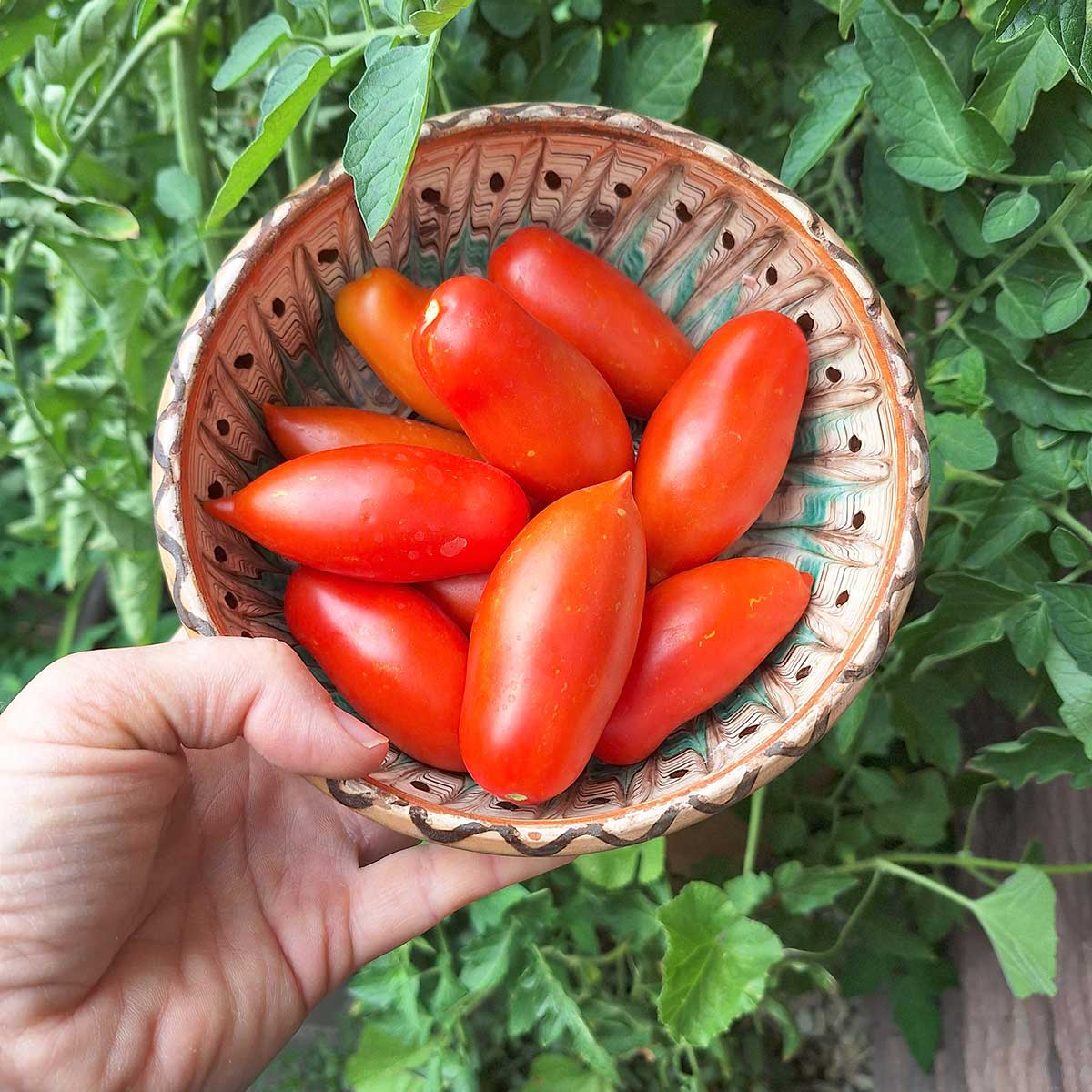 Zber čerstvých paradajok na spracovanie