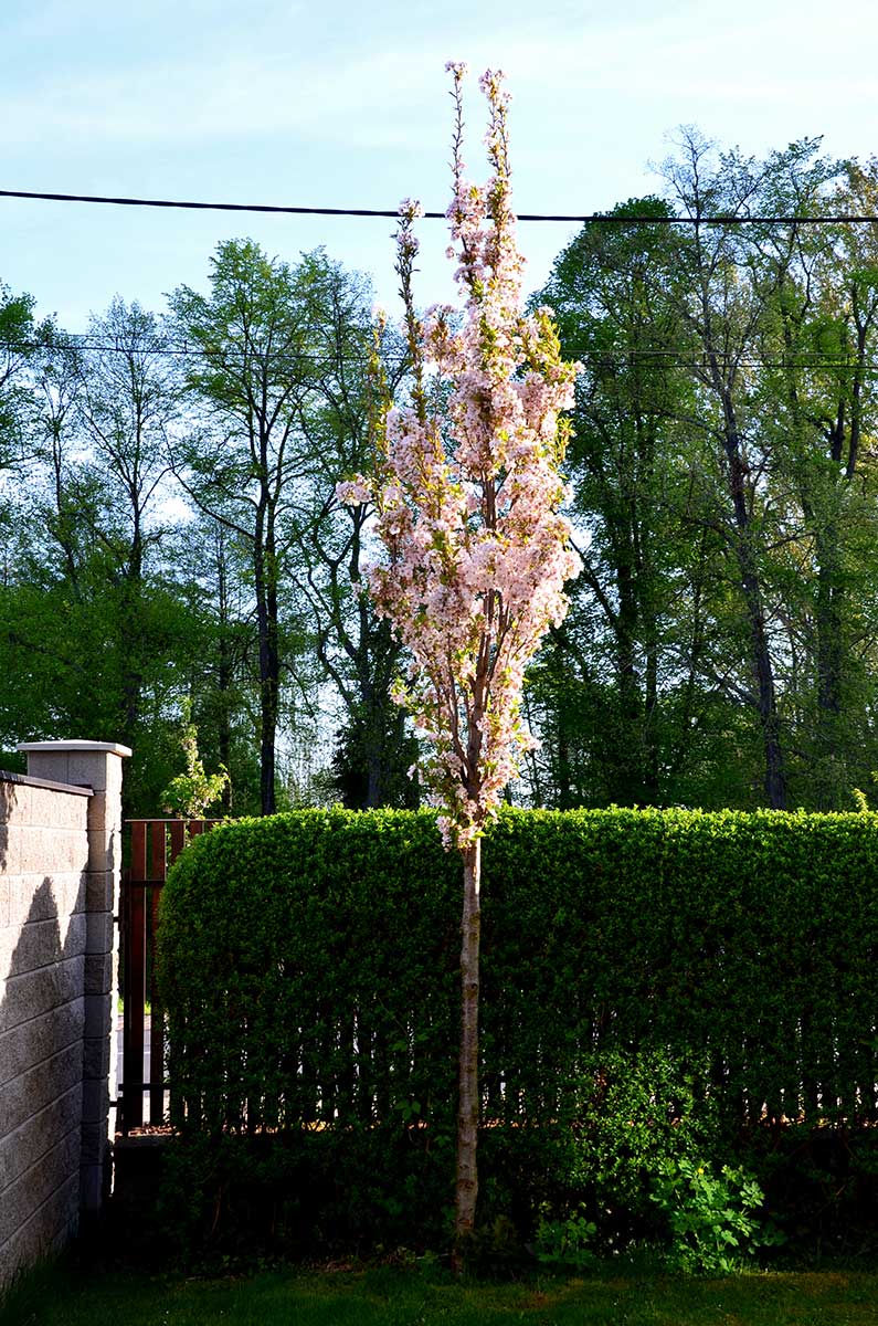 Stĺpovitá čerešňa pílkatá - sakura