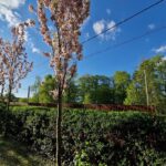 Stĺpovitá čerešňa pílkatá alebo inak sakura