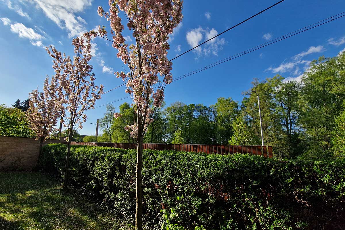 Stĺpovitá čerešňa pílkatá alebo inak sakura