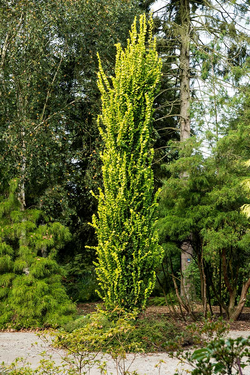 Stĺpovitý brest holandský