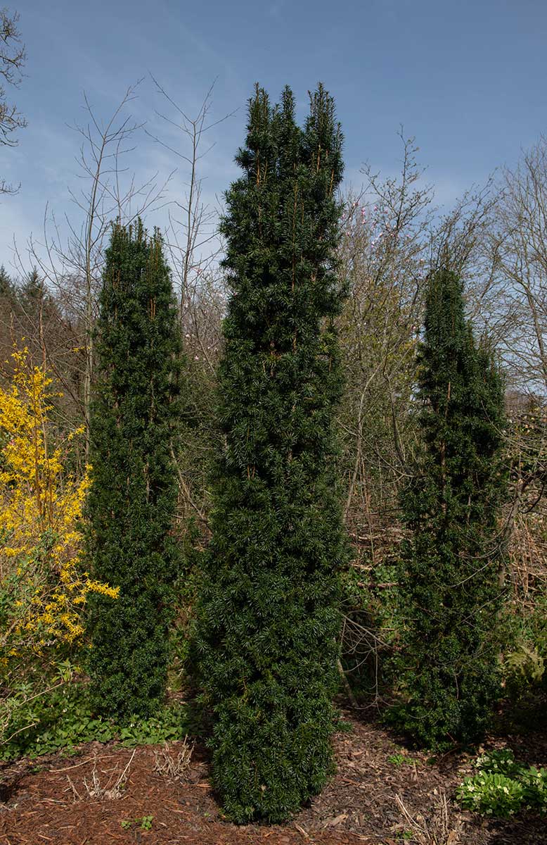 Stĺpovitý tis obyčajný