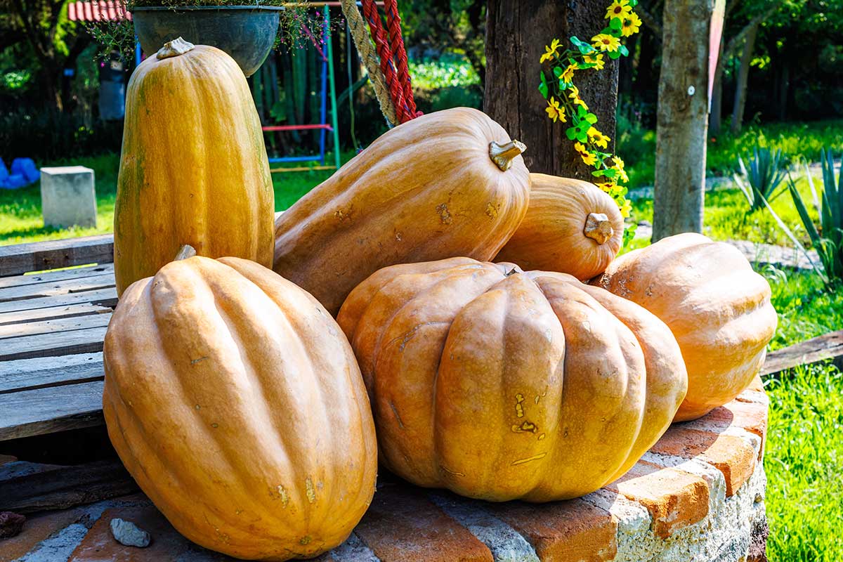 Tekvica muškátová