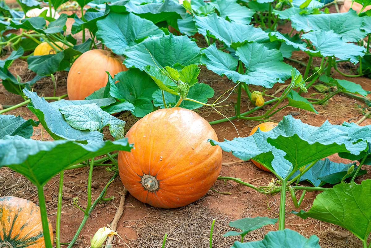 Tekvica veľkoplodá