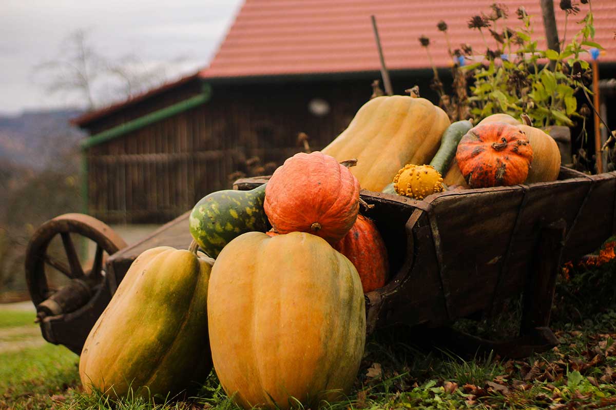Zozbierané tekvice zo záhrady