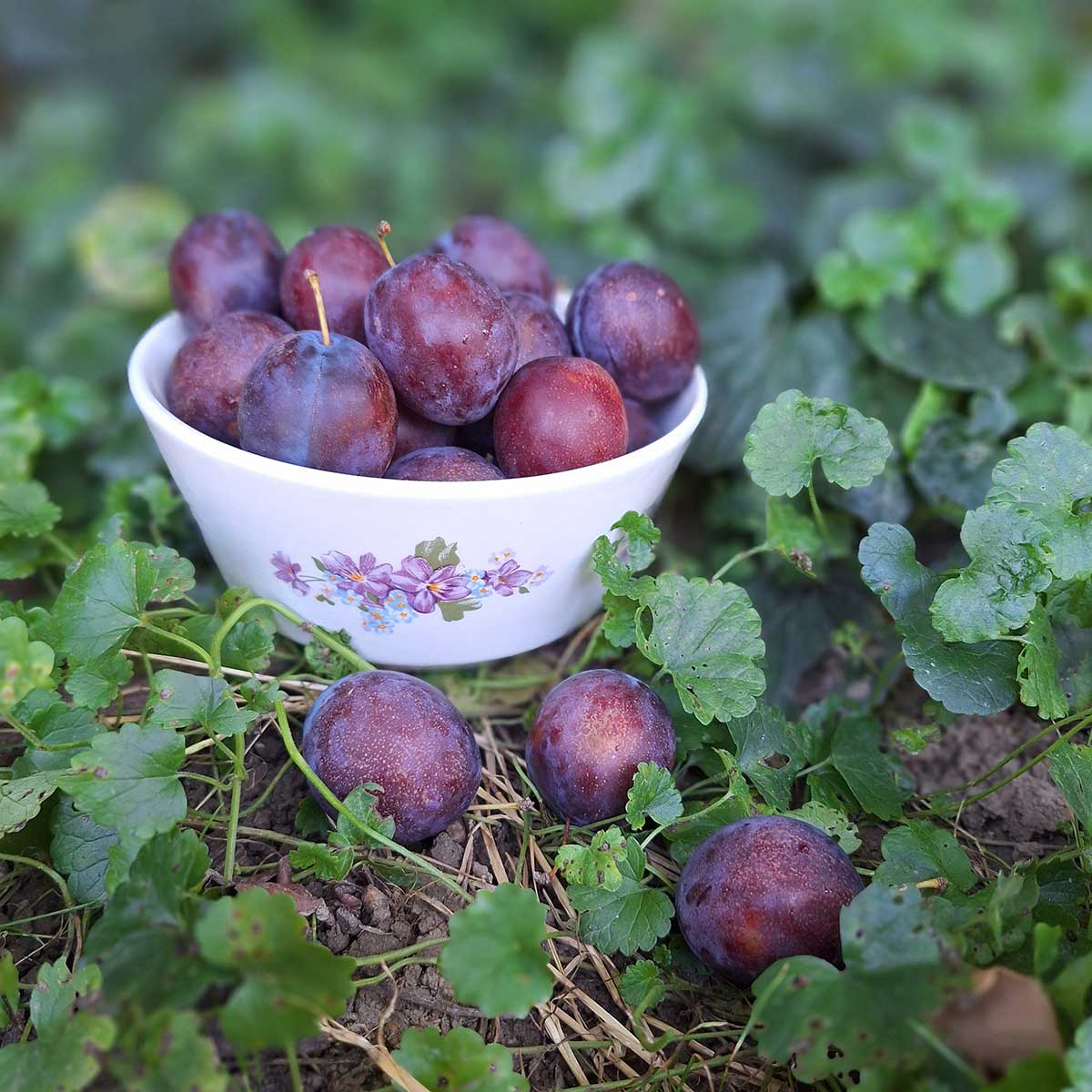 Čerstvé slivky v miske