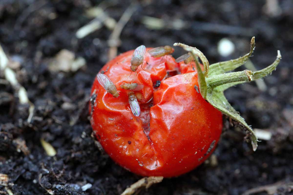Vínne mušky na zhnitej paradajke