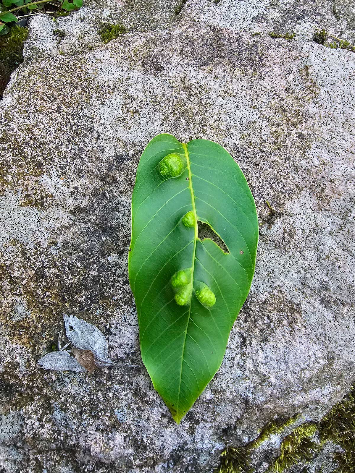 Vlnovník orechový na listoch