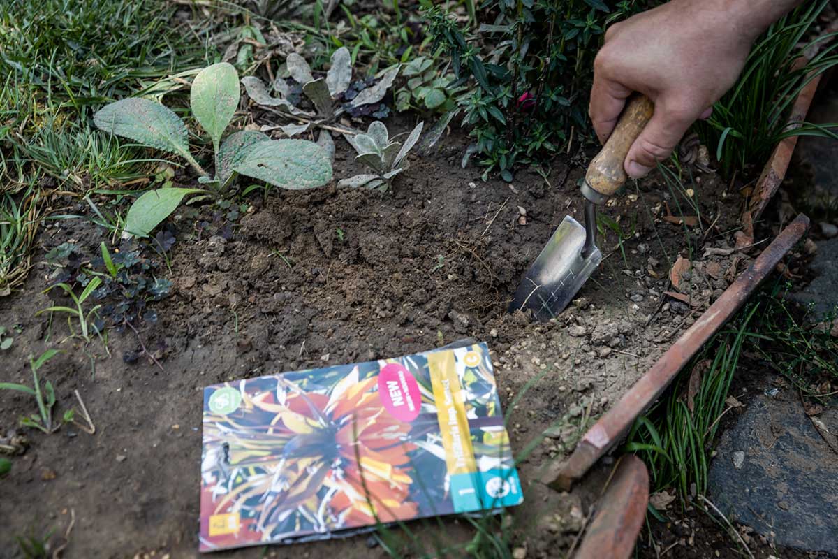 Skyprenie a odburinenie pôdy pred výsadbou korunkovky