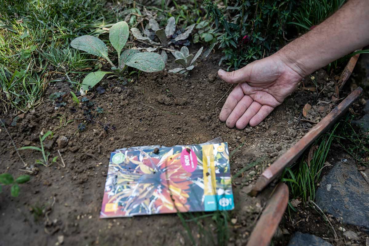 Zasypanie cibule korunkovky zeminou