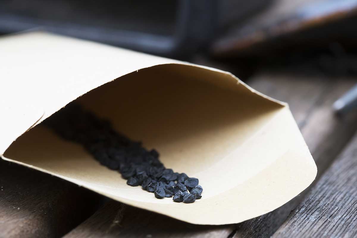 Semená zimnej cibule a jej výsev