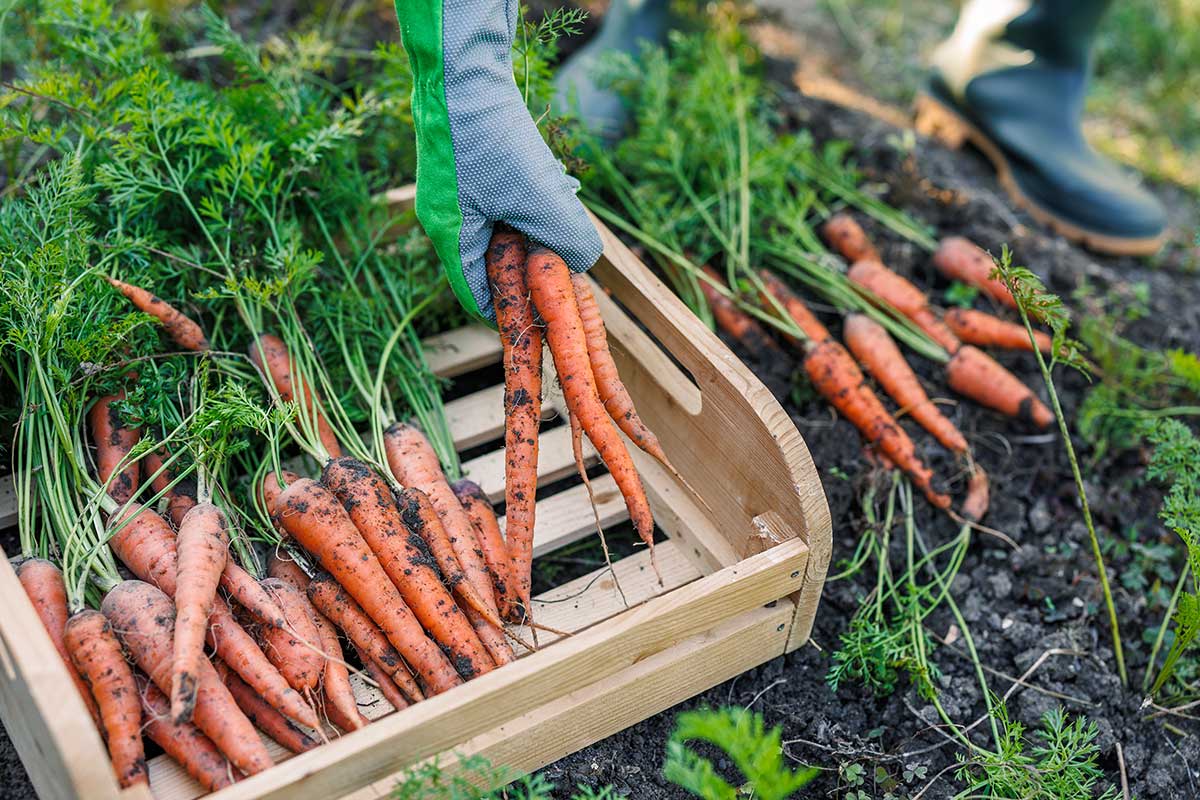 Zber mrkvy do drevených debničiek