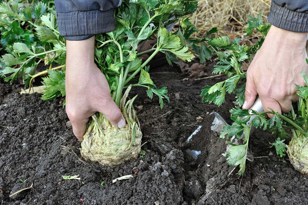 Zber zeleru z hriadok