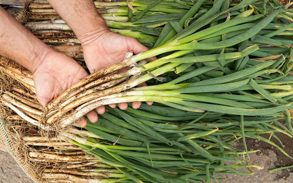Zber vňate a cibuliek zimnej cibule