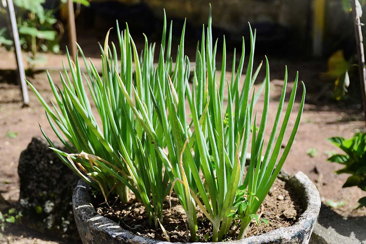 Pestovanie zimnej cibule v kvetináči
