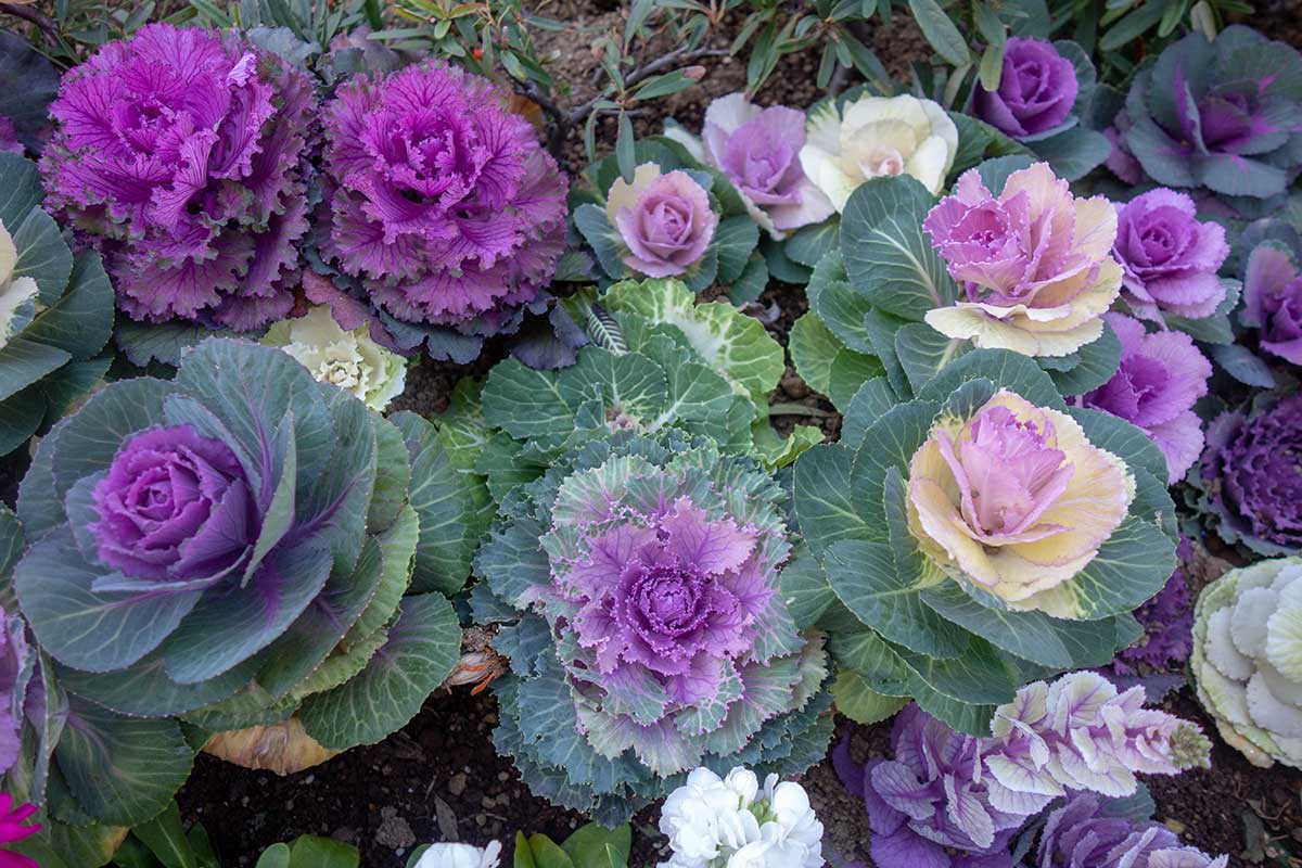 Odrody okrasnej kapusty