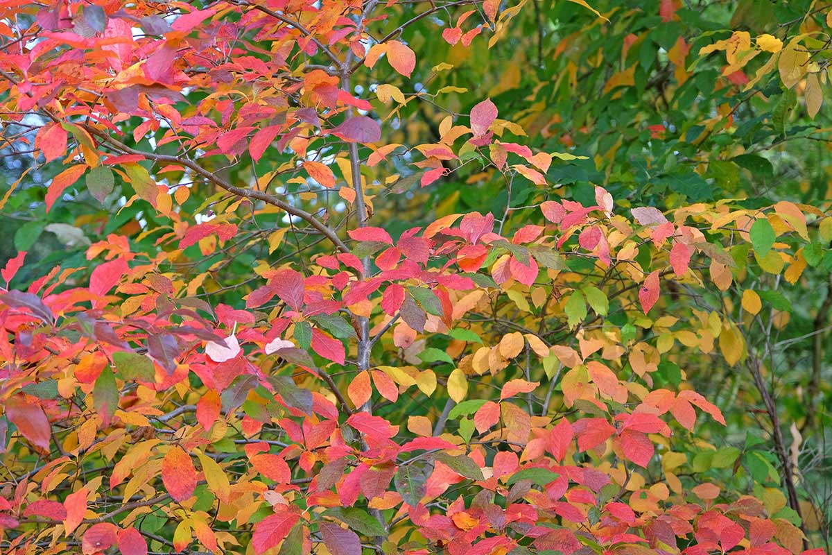 Ako pestovať tupelo