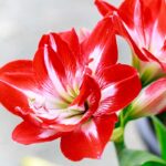 Ako rýchliť zornicu