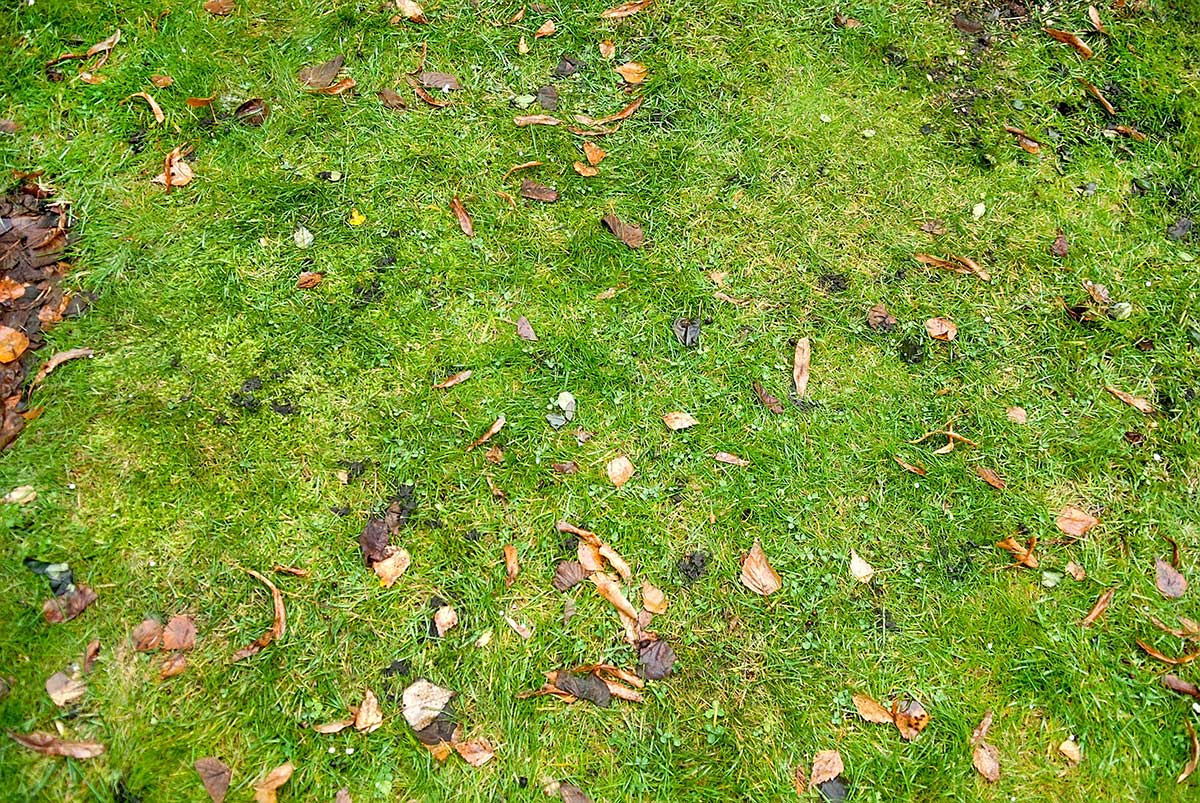 Zavlažovanie trávnika na jeseň 