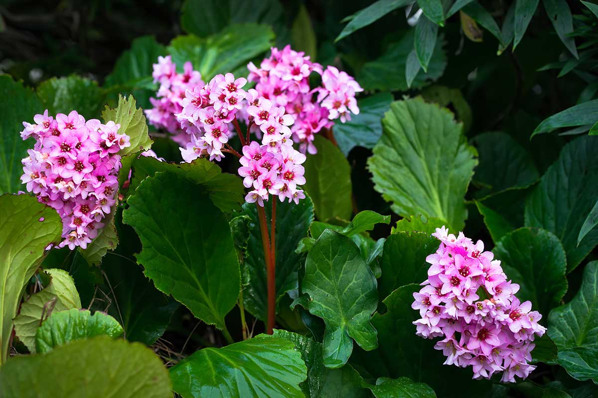 Bergénia srdcovitolistá