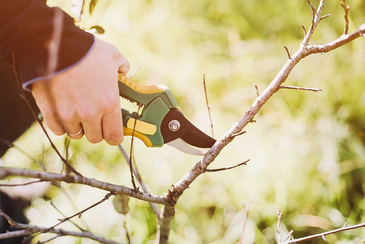 Rez v záhrade počas novembra