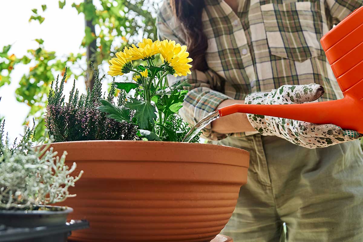 Starostlivosť o jesenné výsadby v kvetináči