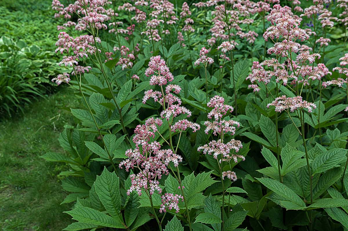 Dlaňolistovka perovitá 