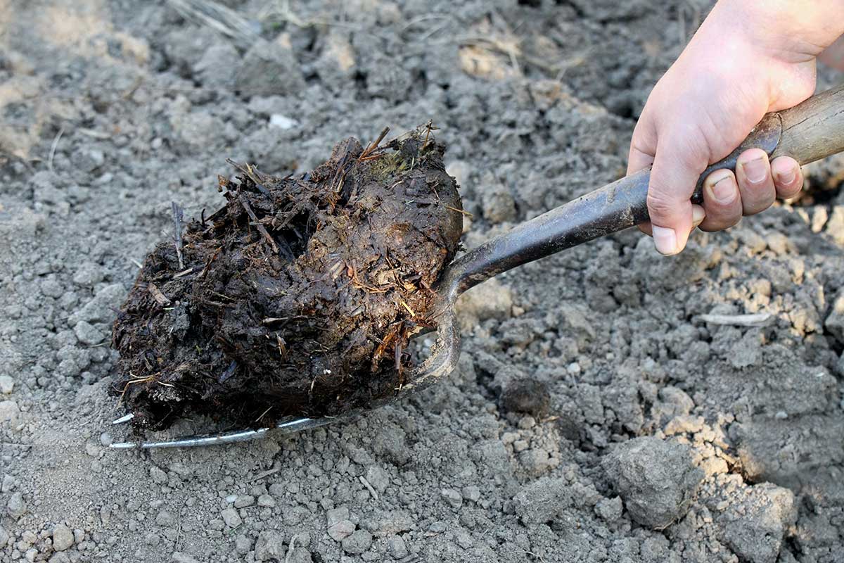 Rozloženie kompostu alebo hnoja do pôdy