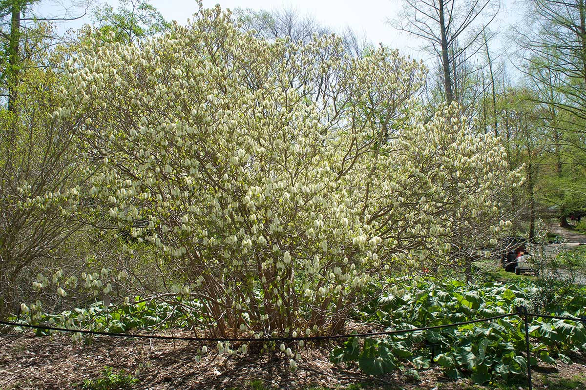 Kvitnúca fotergila ako opadavý listnatý ker