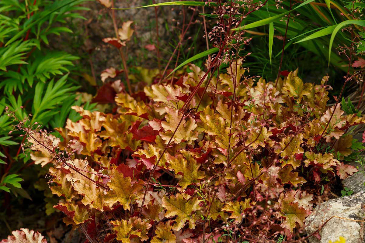 Heuchera
