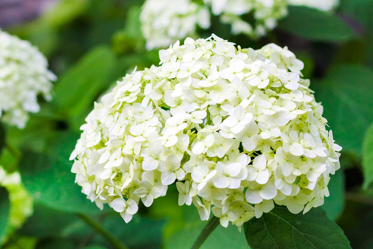 Hortenzia stromčekovitá 