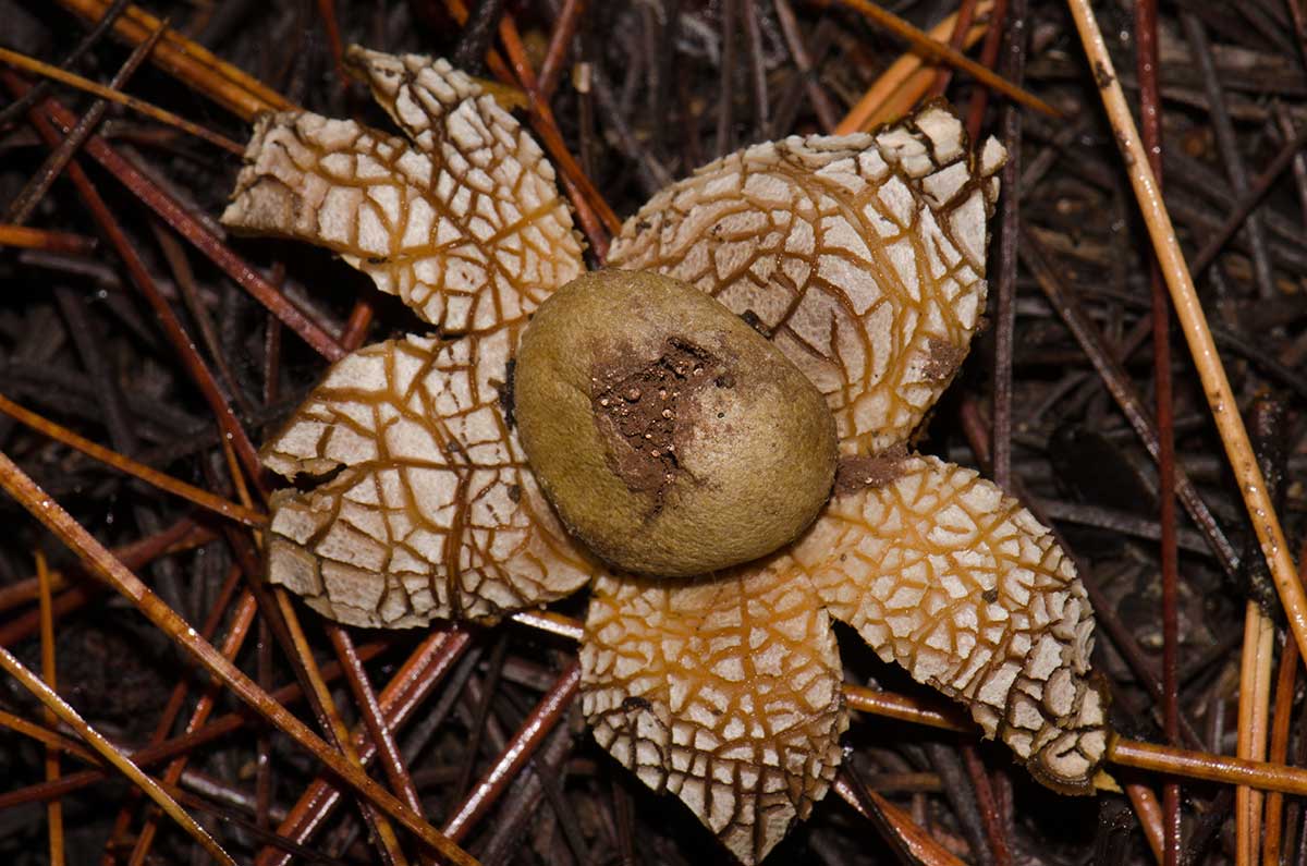 Hviezdovec vlahojavný